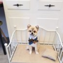 강아지이발소 이미지