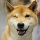 복 Daum카페