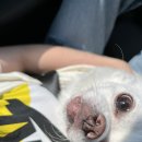 알파메디컬센터 | 대구 서구 동물병원 알파동물메디컬센터 /강아지잇몸염증 ,발치 수술 비용,진료 솔직후기