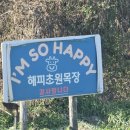 소우리 농장 | 해피초원목장_방목 양들을 만날 수 있는 춘천 아이와 가볼 만한 곳
