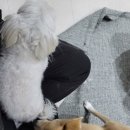 복터진강아지 이미지