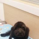 애견미용샵 조이 이미지