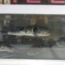 명송생복집 이미지