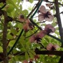 송화초등학교 이미지