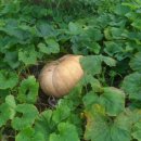 아미로농장 이미지