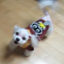 인도그