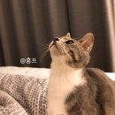 정훈동물병원 | 부산 고양이병원 정훈동물병원 추천: 암컷냥이 중성화 비용 수술후기