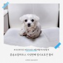 함께할 개 이미지