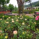 장미정원 이미지
