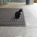 네일츄르 이미지