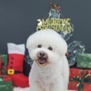 댕댕미장원 이미지