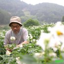 감자화실