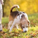 개털도사 이미지