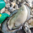 고금면-6 이미지