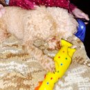 라온이네 이미지