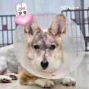 24시 잠실온 동물병원 이미지