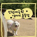강아지대공원 | 인천대공원 강아지운동장 후기