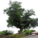 성읍리-18 이미지