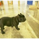 도그파우 이미지