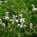 애플제라늄(Apple Geranium) 이미지