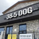 38.5DOG | 청주 38.5도그 애견카페 천연잔디 운동장 방문 후기