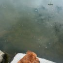 구절초로 | 정읍 구절초축제 지방정원 주차장 먹거리 연예인 공연정보 애견동반 후기