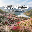 분홍빛 낙원 예산 가야산 무릉도원 능수삼색도화 상가저수지 나들이