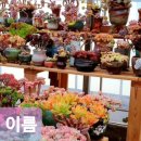 애플다육 이미지
