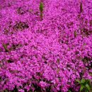 요산마을 이미지