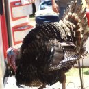 Turkey Show / SD County Fair 이미지