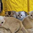 하리네 하우스 이미지