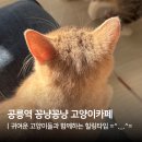 꽁냥꽁냥 | [공지] 노원 과기대 근처 고양이카페 찾는다면? 꽁냥꽁냥 고양이카페 데이트 고양이 사진 자랑