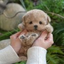 미유펫 강아지고양이 구미점 | 구미강아지분양 안심한 분양 후기