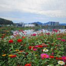 장성황룡강노란꽃잔치 축제장2 | (장성축제) 장성 황룡강 가을꽃 축제☞황룡강을 따라 십리 가을 꽃 잔치