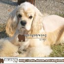 아메리칸 코카 스파니엘(버프) American Cocker Spaniel(buff) 이미지