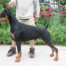 DOBERMAN 이미지