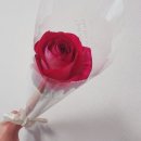 진한솔플라워 | 운정 꽃집, 가성비와 감성 다 잡은 로즈마망 방문기