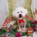 삐삐펫살롱 이미지