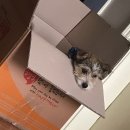 고병기동물병원 이미지