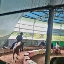 건영승마장 이미지