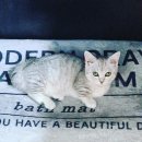 뱅갈온니 이미지