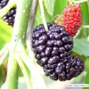 천우2농장 이미지