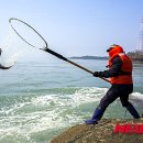 울돌목 숭어