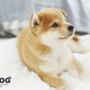 ShibainuKorea 이미지