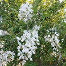 의성 안평의 산불확산으로 청송 영덕의 피해 모습 6 이미지