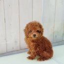 쓰담쓰담 이미지