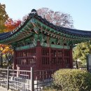 문묘의 은행나무와 성균관대학교의 단풍구경 (2025.11.18.화) 이미지