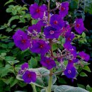 그랜드화원 이미지