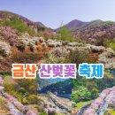 산꽃미술관 | 충남 금산 가볼만한곳 보곡산골산벚꽃축제 오토캠핑장 추천