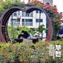 조원로50번길21~조원로50번길1 | 6월 꽃구경 부천장미축제 백만송이장미원 기본정보 실시간 개화 만개 주차장 가는길